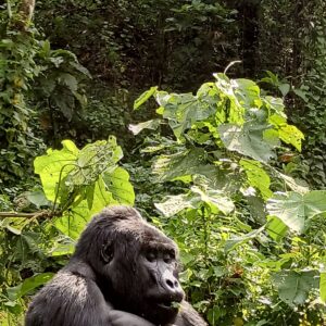 Gorilla trekking 