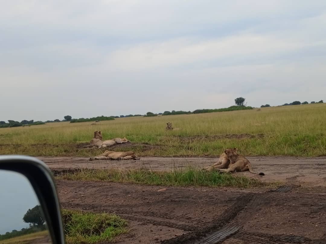 lions in Murchison falls on wildlife safari
