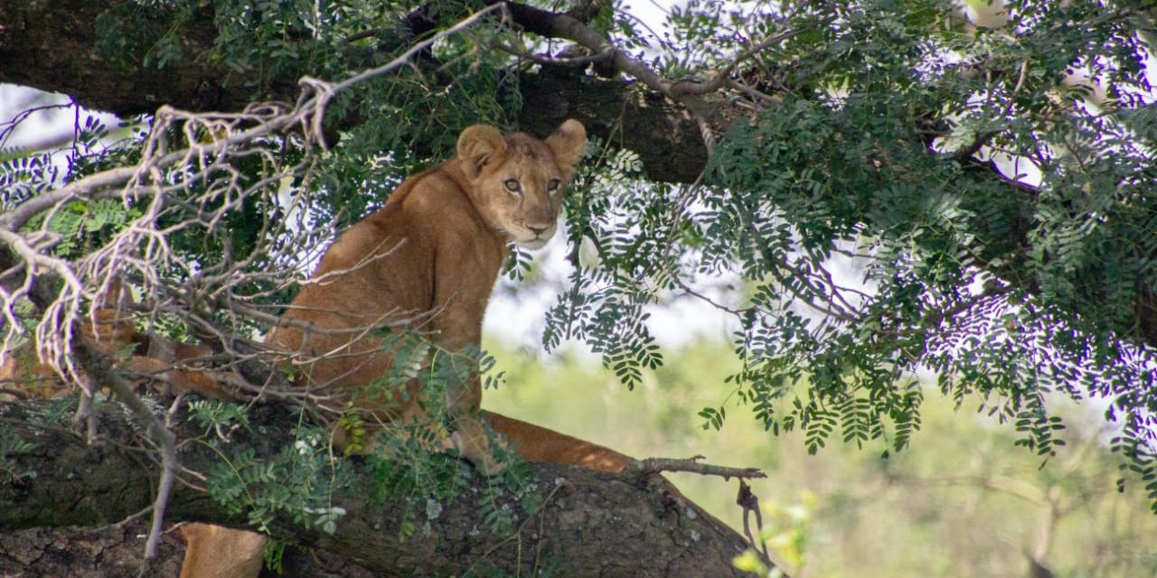 Lions in Queen Elizabeth Safari tour in Bwindi impenetrable National Park