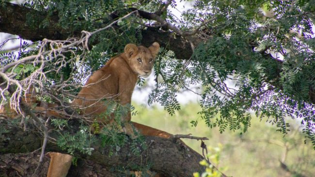 Lions in Queen Elizabeth Safari tour in Bwindi impenetrable National Park