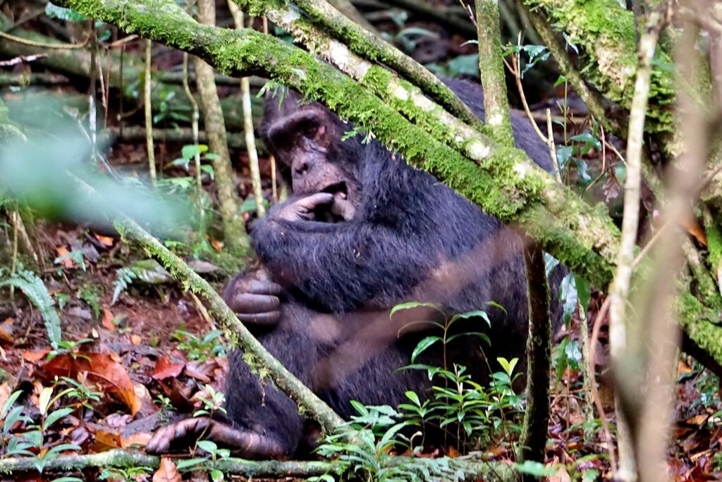 Rwanda Safari Package