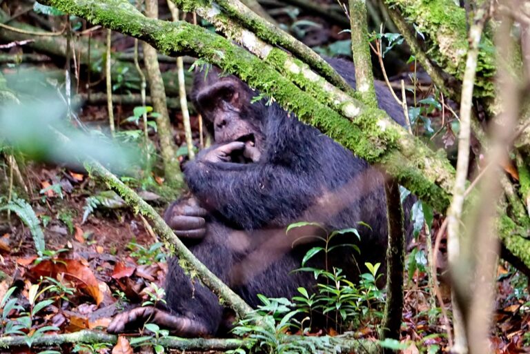 Nyungwe Forest National Park 2026: Rwanda’s Canopy Walk, Chimps and 13 Primate Species — A Guide for UK and European Travellers