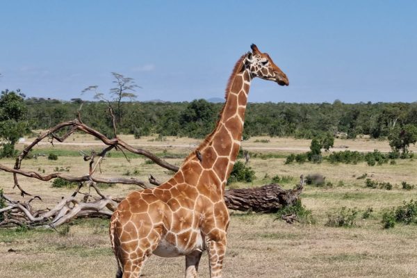 Wildlife Viewing Safaris