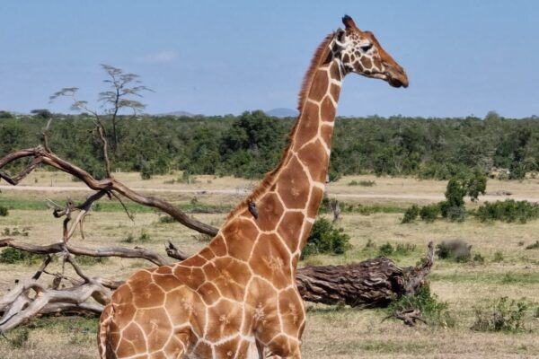 giraffe Wildlife Viewing Safaris