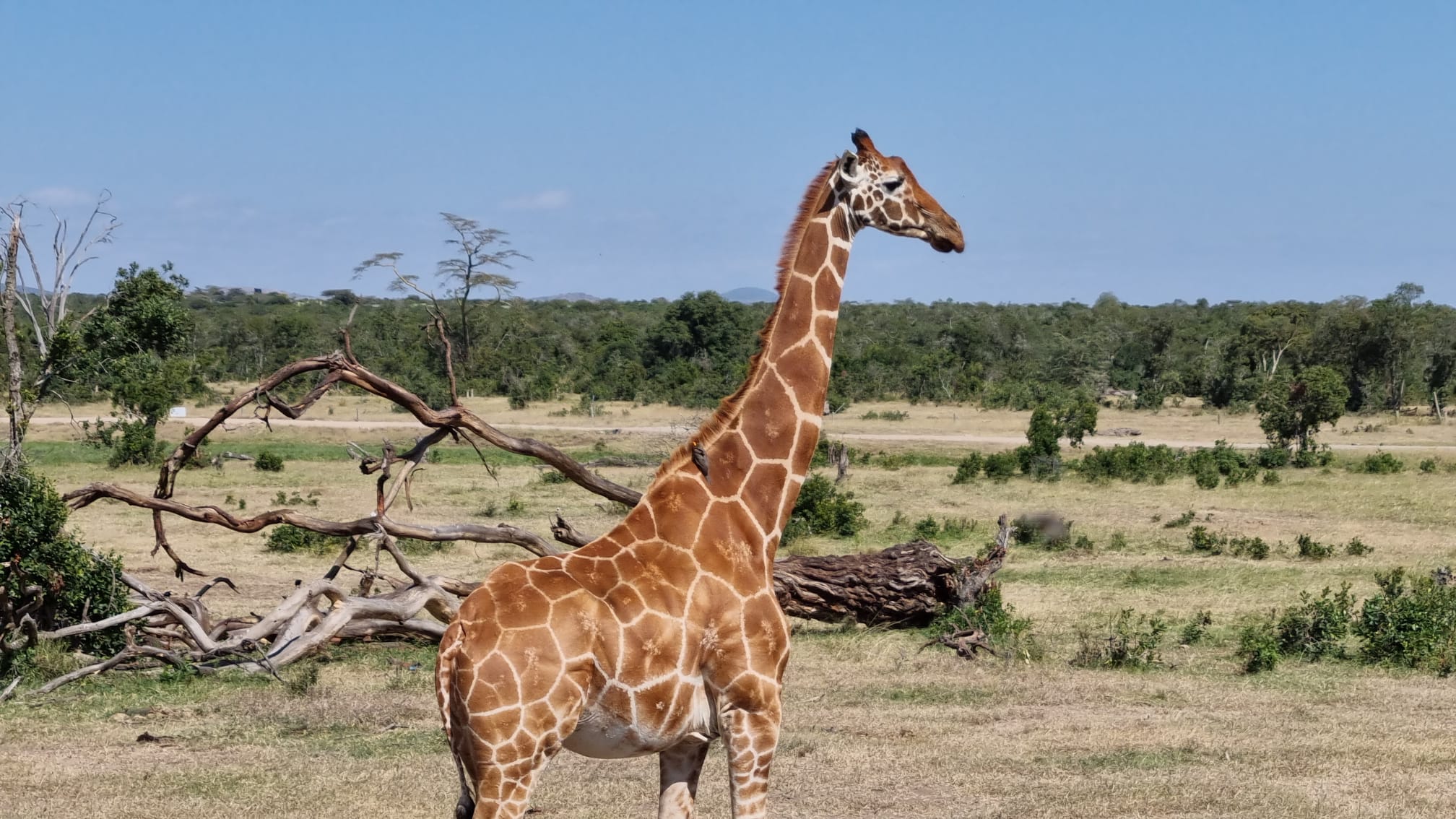 Wildlife Viewing Safaris