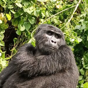 gorilla in Bwindi