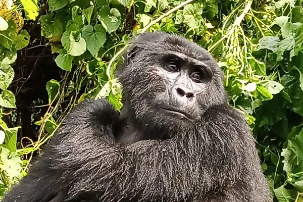 gorilla in Bwindi