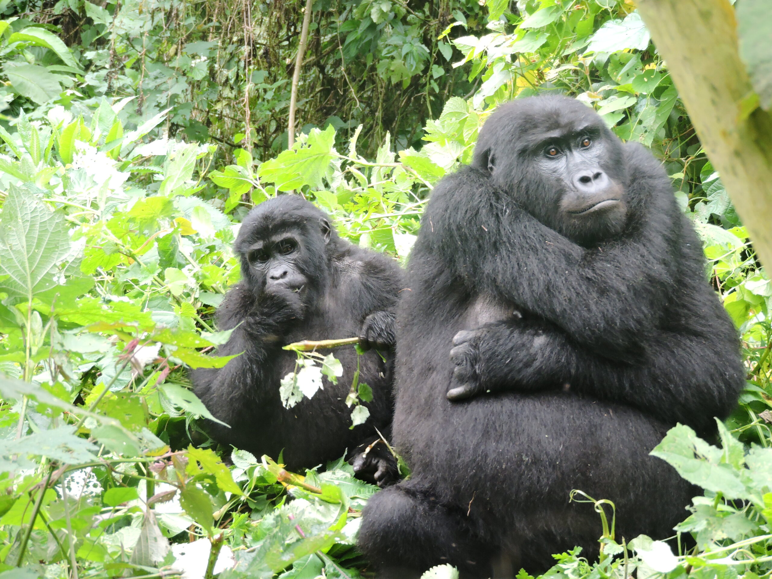 10 day primates safari & wildlife safari