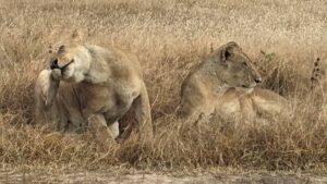 lions