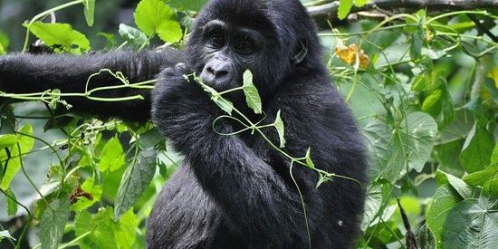 mountain gorilla uganda rwanda 10 days Uganda & Rwanda explorer tour