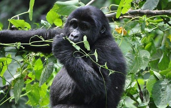 10 days Uganda & Rwanda explorer tour