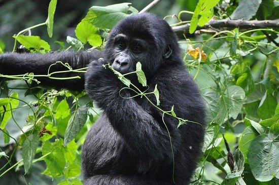 10 days Uganda & Rwanda explorer tour