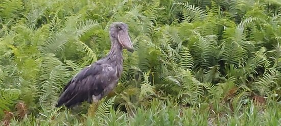 1 Day Mabamba Shoebill Birding Safari 