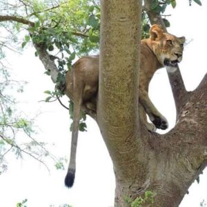 game drives safari in ishasha for tree climbing lions