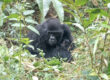 gorilla trekking during our Rwanda lowland gorilla and chimpanzee tracking