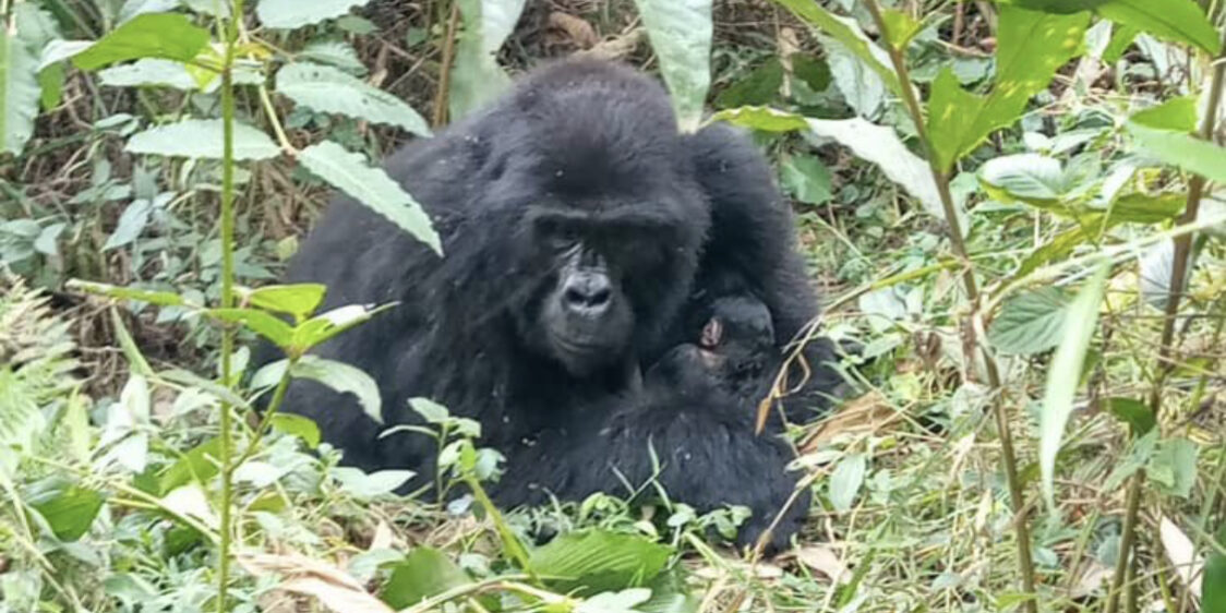 gorilla adventure gorilla trekking during our Rwanda lowland gorilla and chimpanzee tracking