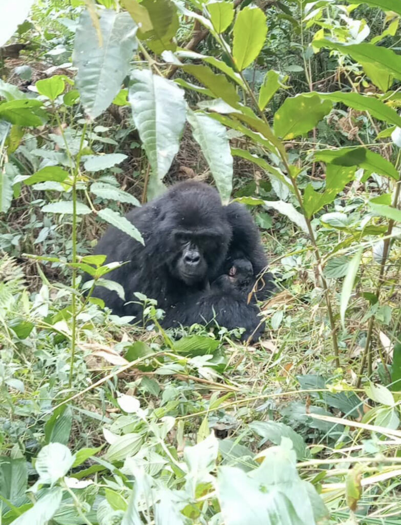 gorilla trekking during our Rwanda lowland gorilla and chimpanzee tracking