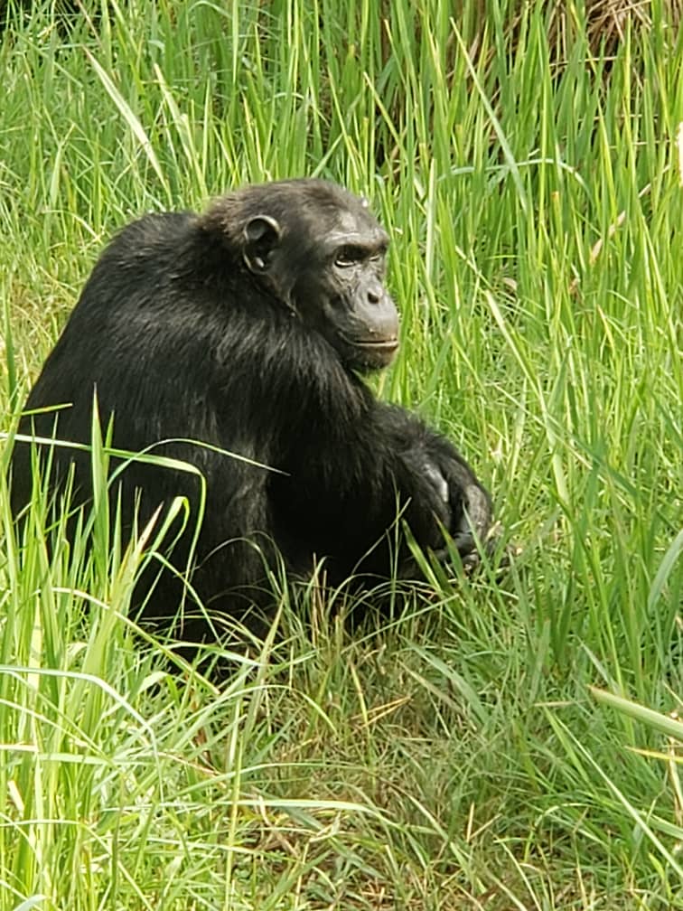 chimpanzee trekking on tour of Rwanda
