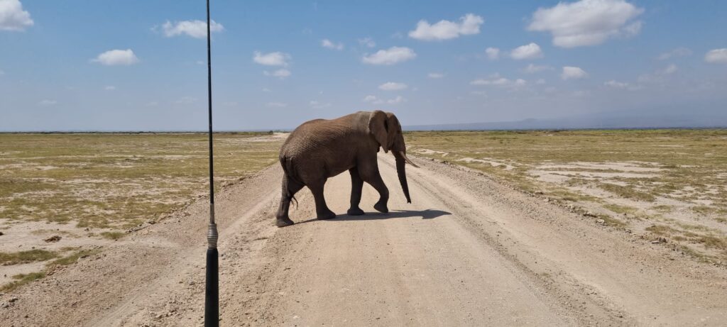 an Elephant crossing the road during the Kenya safari package on game drive