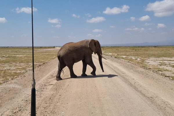 an Elephant crossing the road during the Kenya safari package on game drive