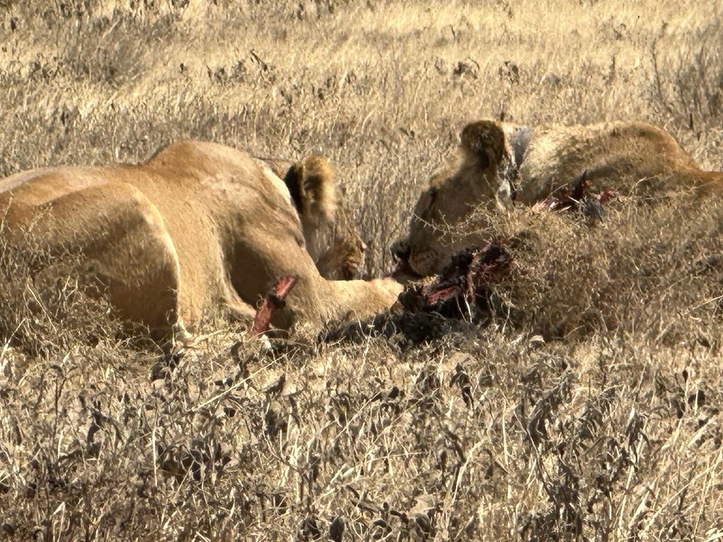 the best Wildlife viewing safari in Tanzania with Guide