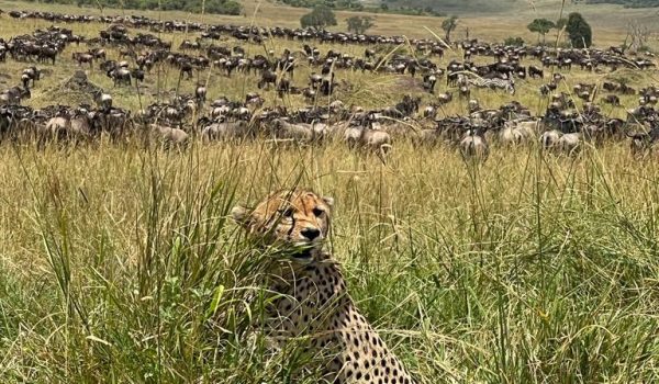 wildebest in serengeti