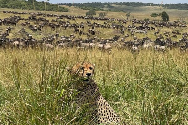 wildebest in serengeti