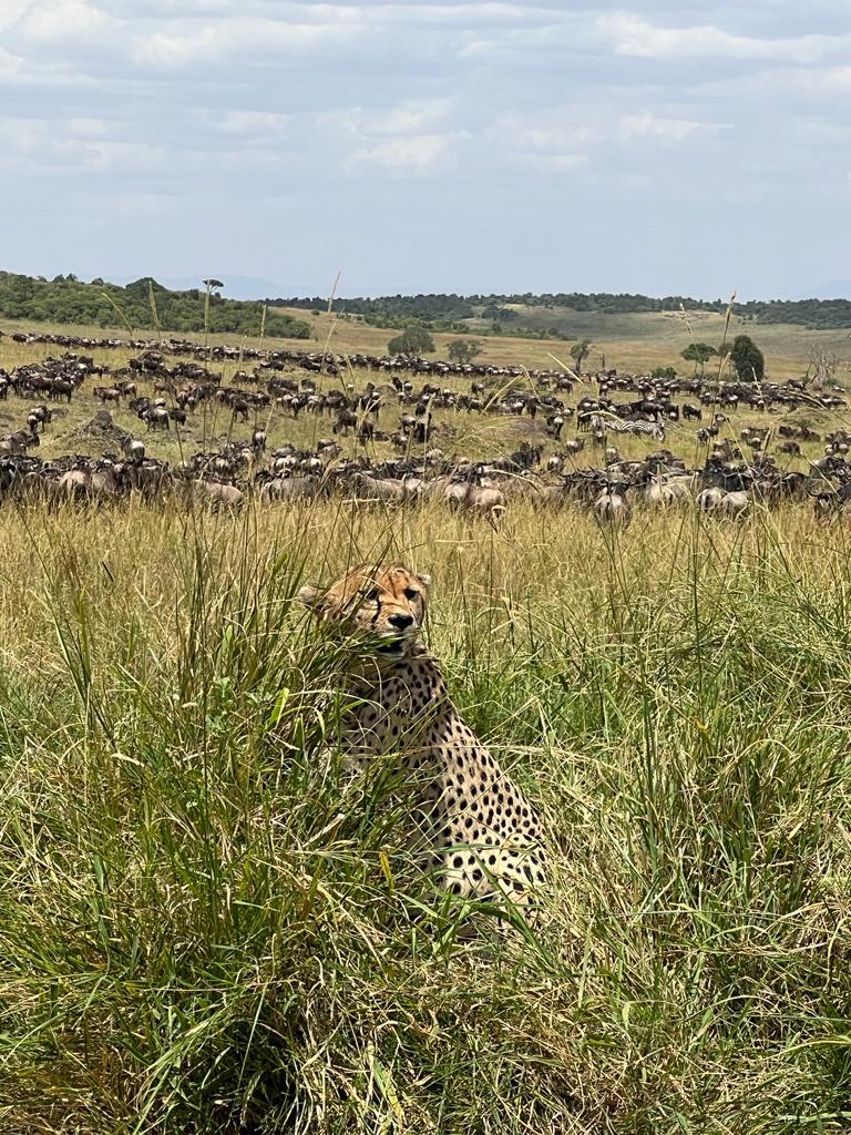 wildebest in serengeti