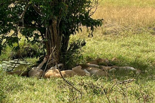 lions at rest