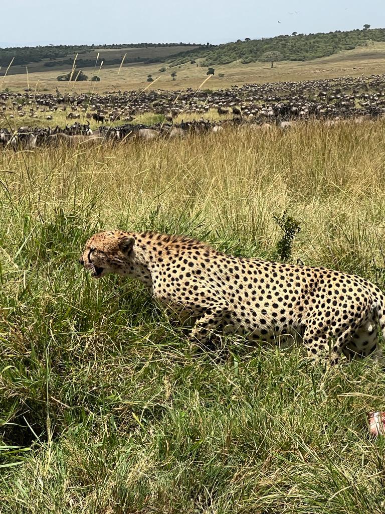 Central Serengeti safari