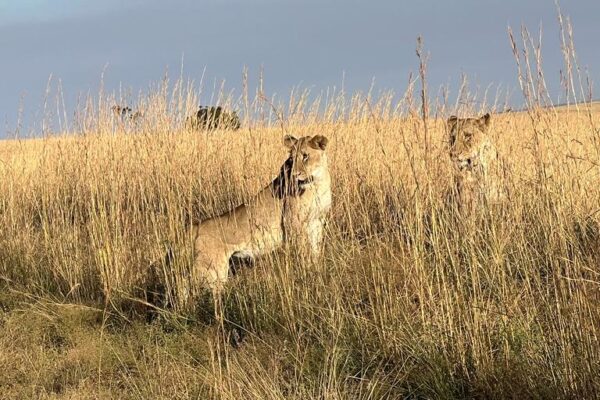 Female lion