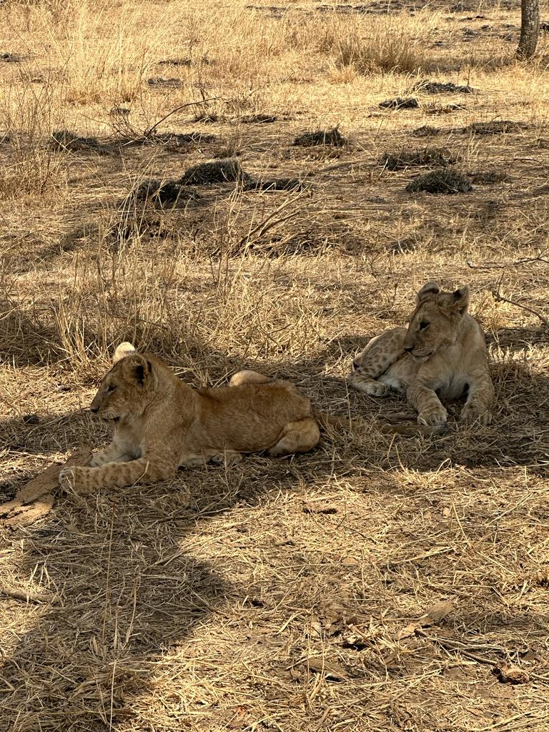 AFRICA BIG CATS