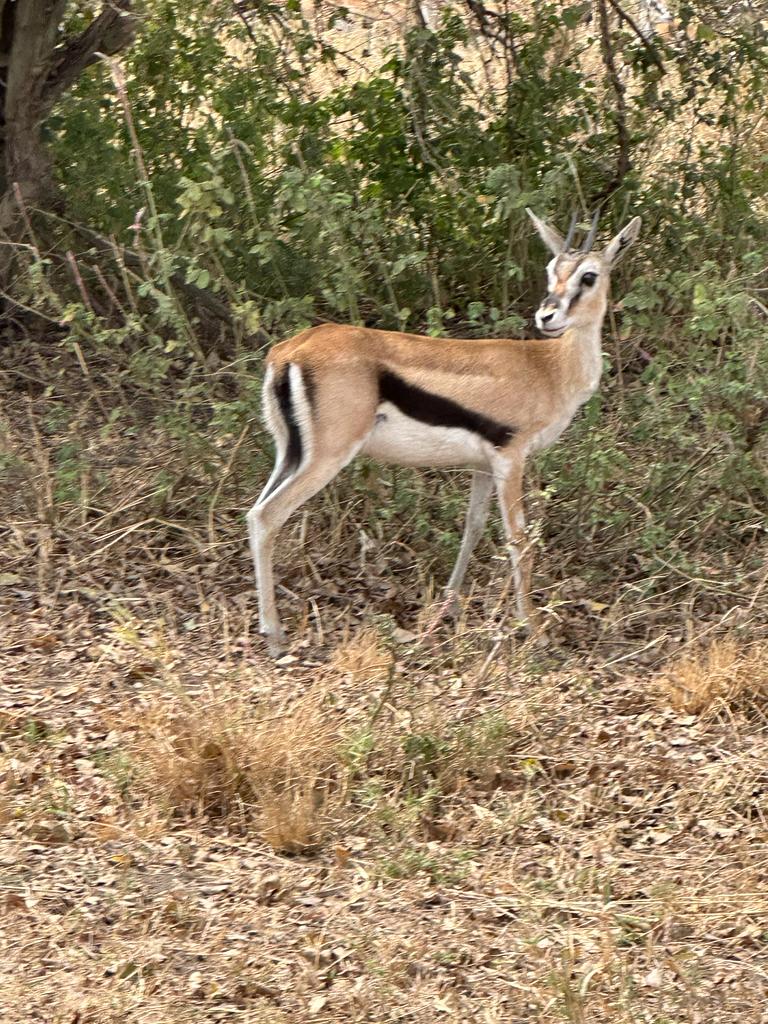 WALKING SAFARI TO MIKUMI NATIONAL PARK