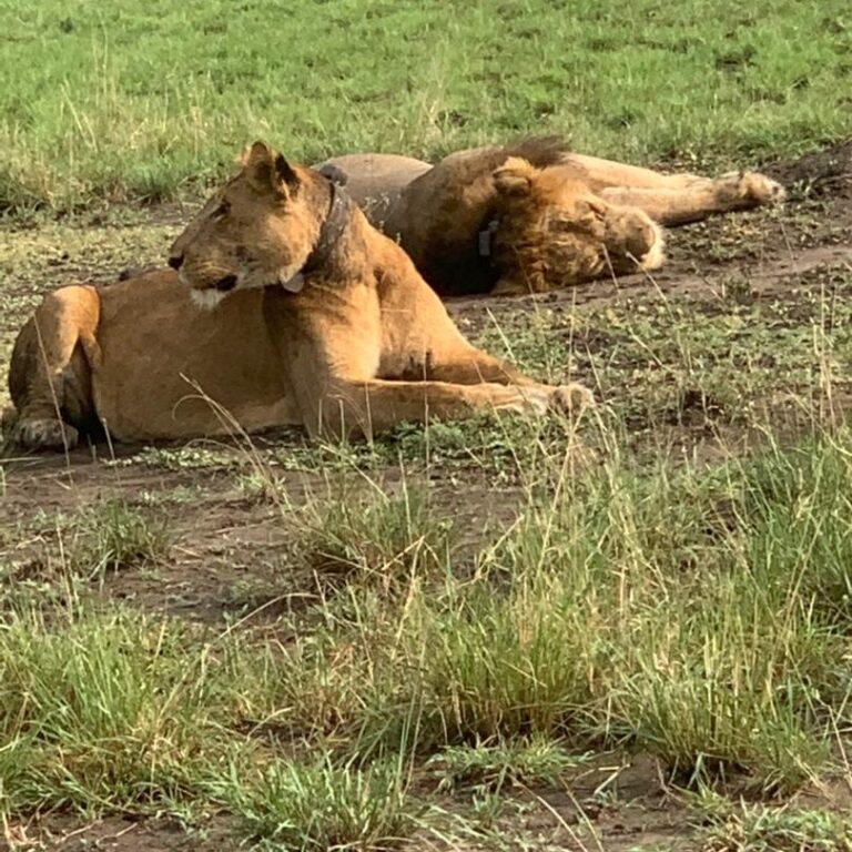 Akagera National Park Entry Fee, Safari Activities & Visitor Guide 2026