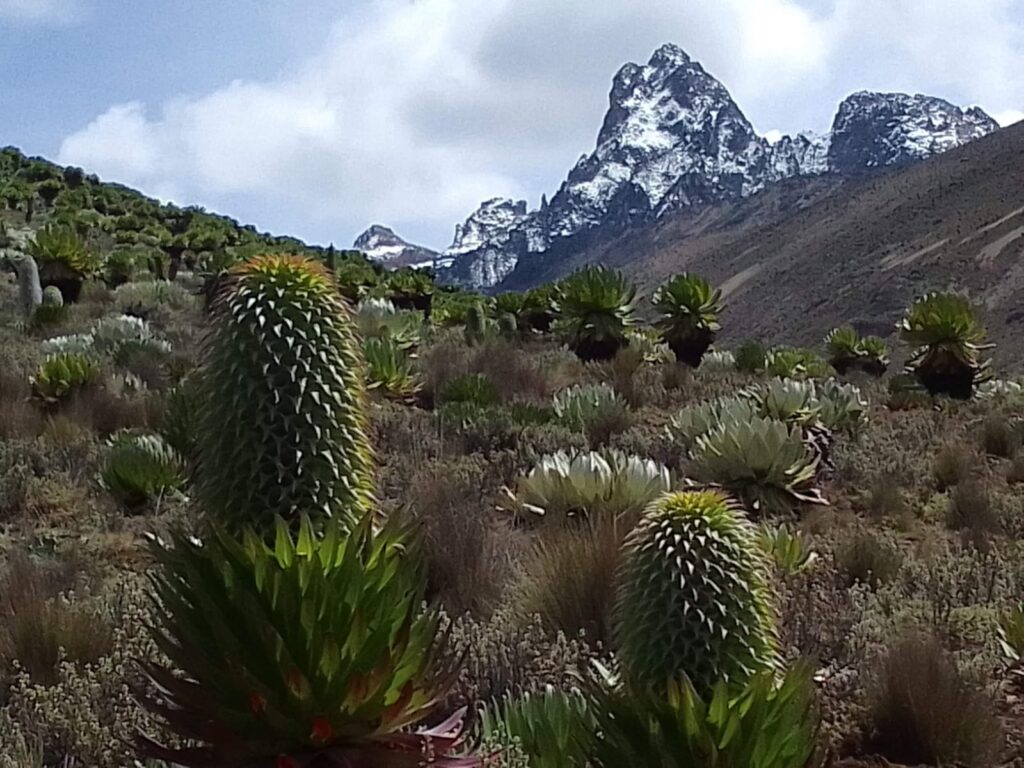 The first vegetation view on 4days Mt kenya trek