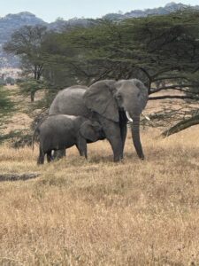 Encount the elephant during our Natural Mikumi safari