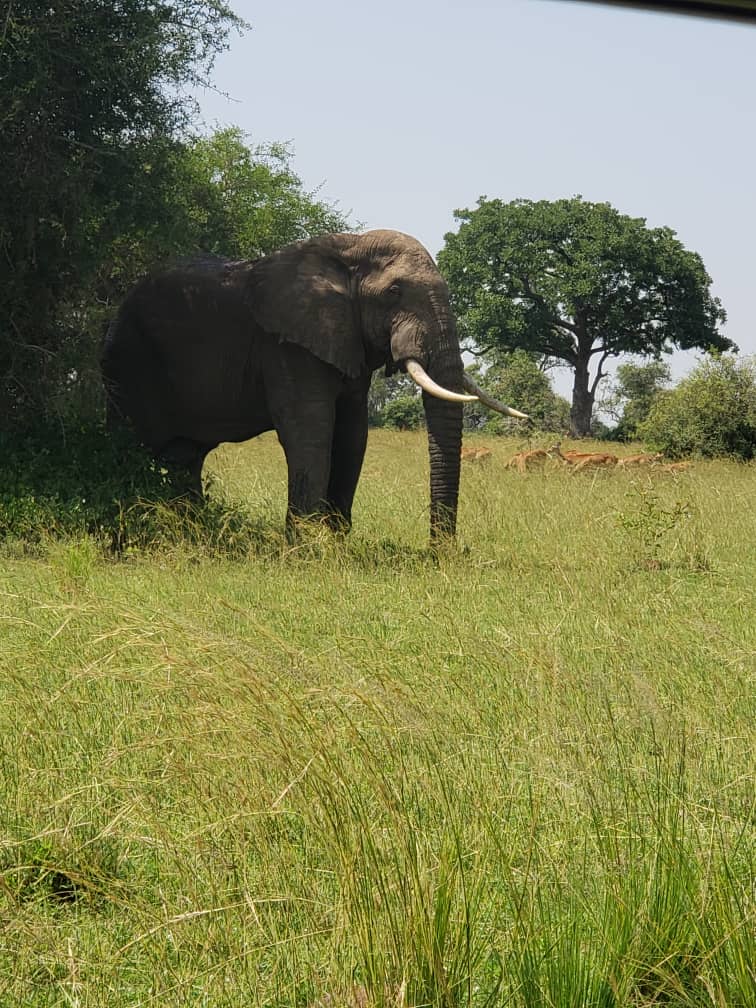 game drive on uganda primates, hiking safari and wildlife safari with naturenest safaris