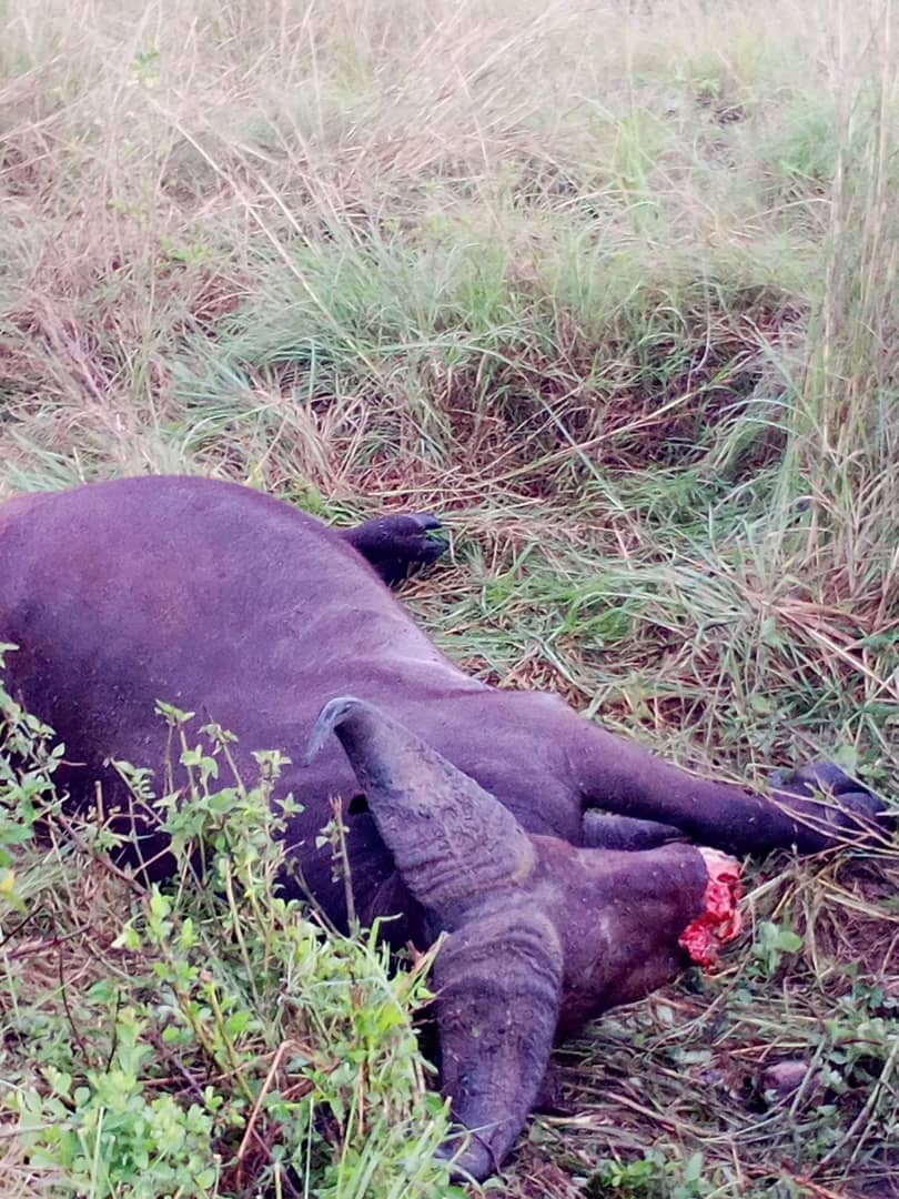  The buffalo killed on wildlife and photography adventure