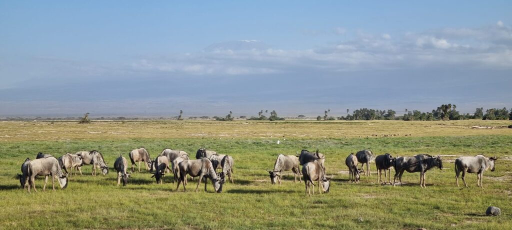 wildbeest during our gamedrive on vacation safari in Kenya