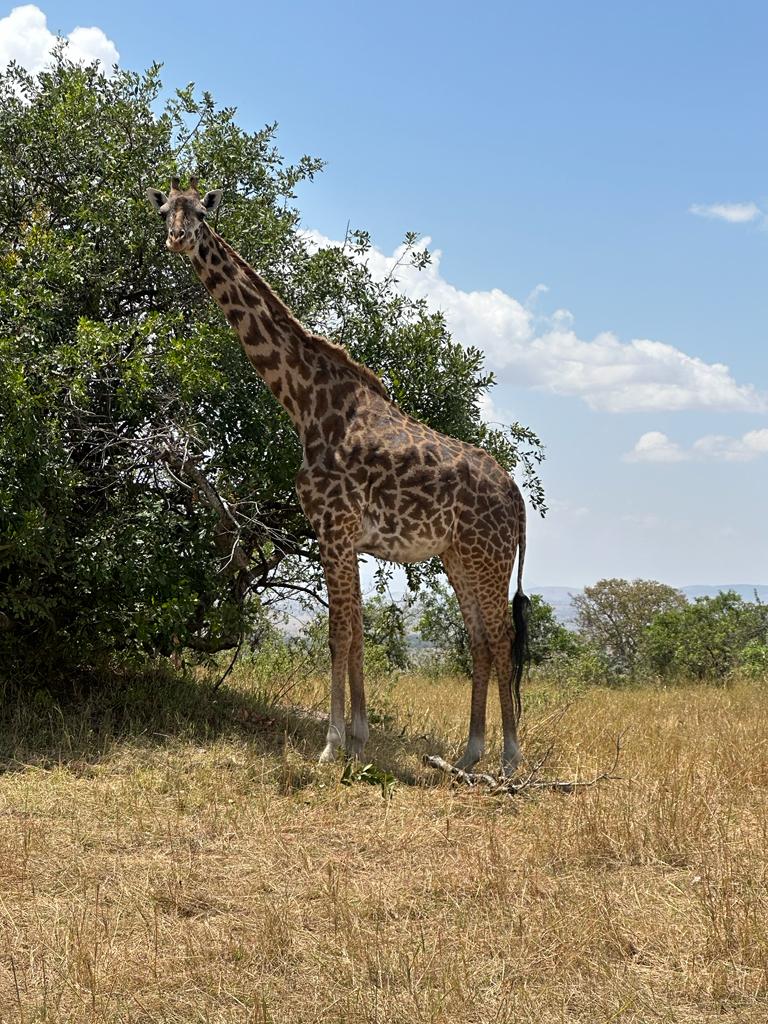 wildlife encounter on 3days Natural Mikumi safari