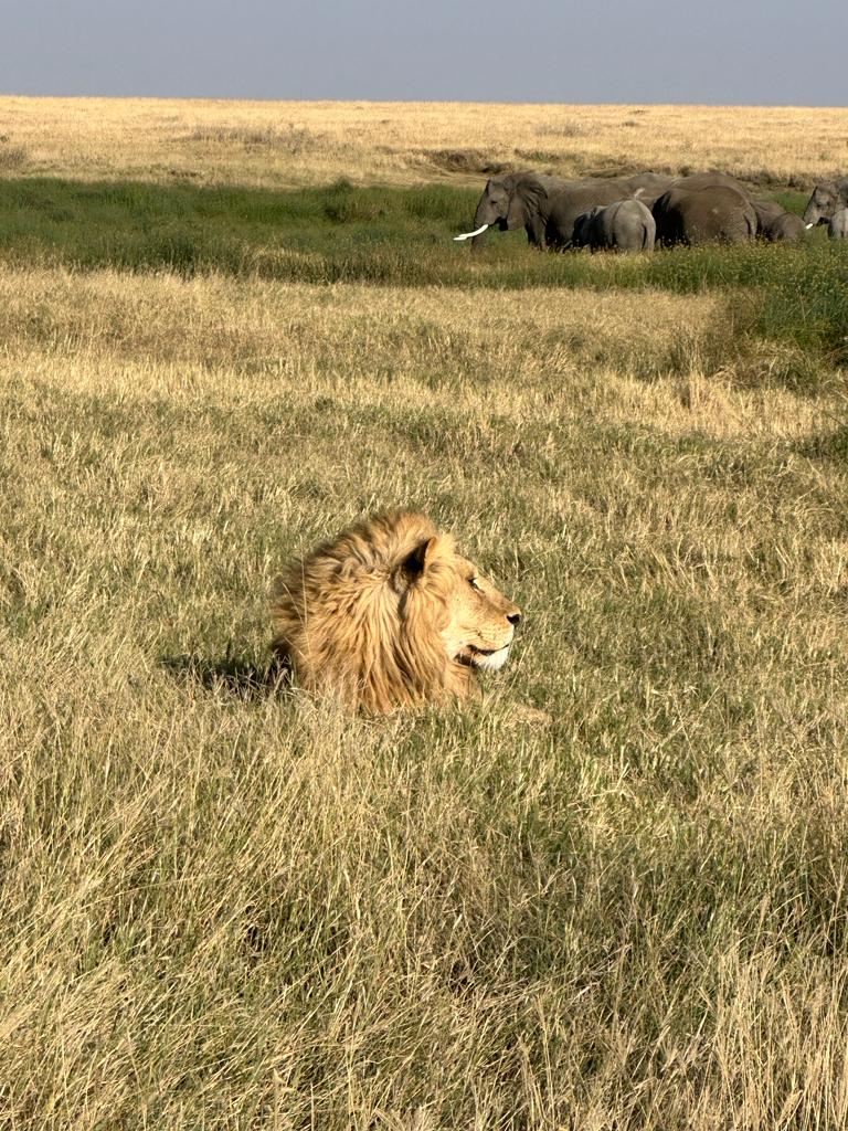  game drive Central Serengeti safaris