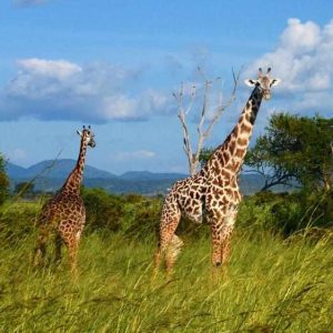 5days wildlife safari