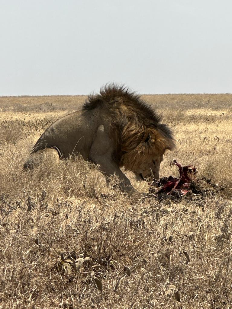 game drive in Serengeti national park