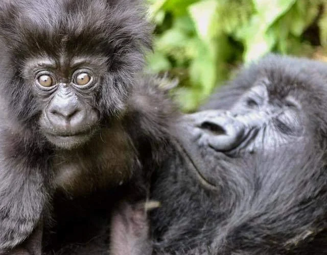 Africa gorilla safari