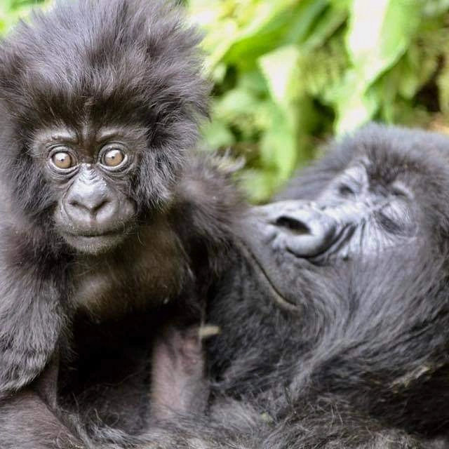 Bwindi Impenetrable Forest Entry Fee, Gorilla Permits & Visitor Guide 2026