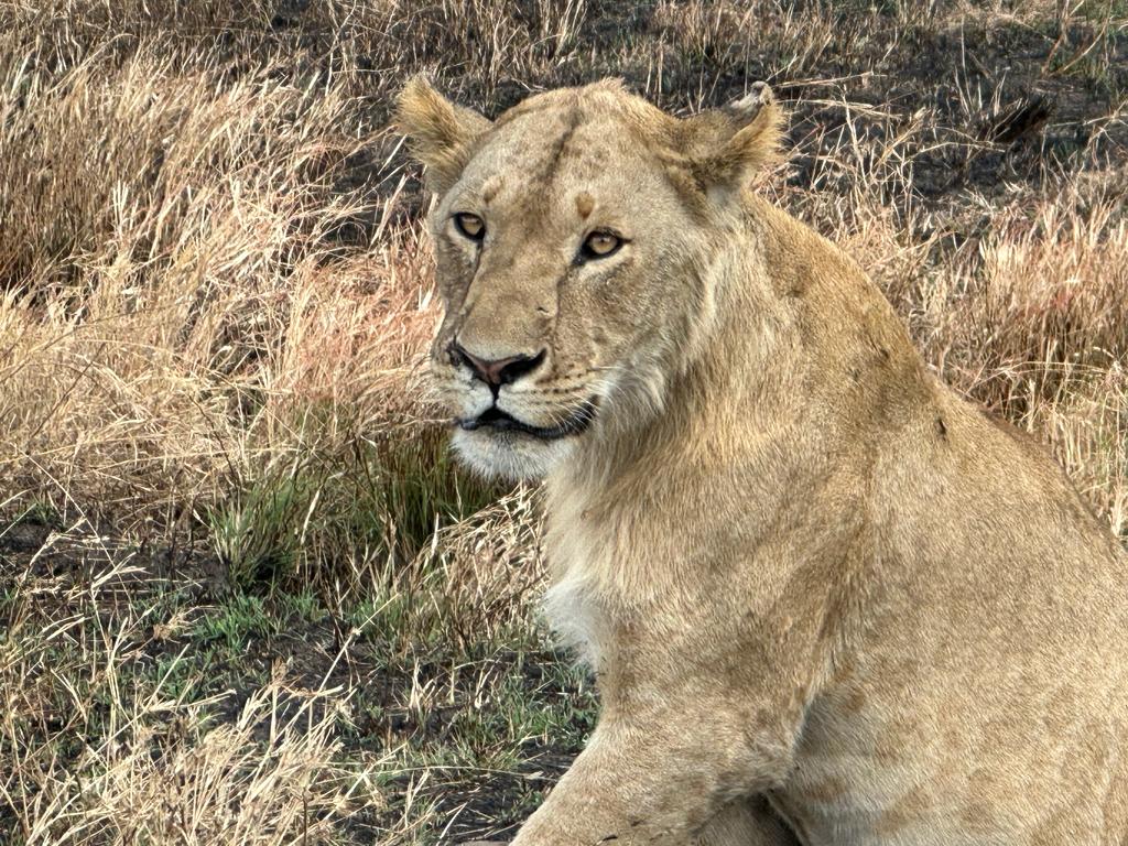 6 days wildlife safari in Tanzania