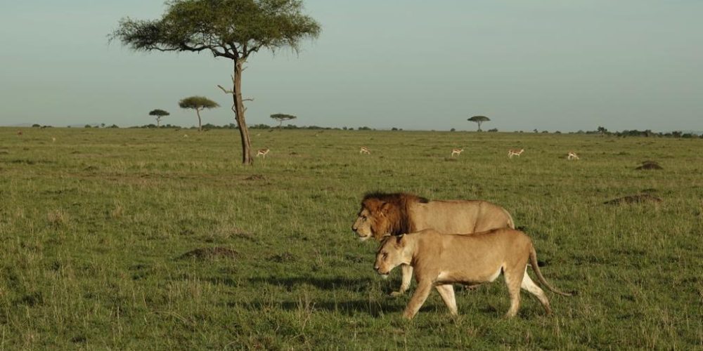 MAASAI LIFE STYLE EXPLORATION AND WILD LIFE