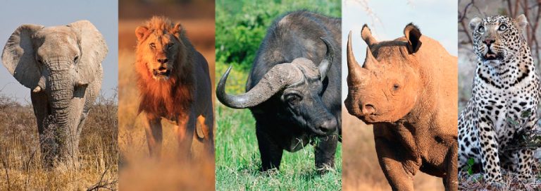 Safari Holiday in Kenya – A Grand Way To Explore The World’s Magnificent Wildlife Destinations!