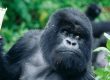 Gorilla Tracking Bwindi