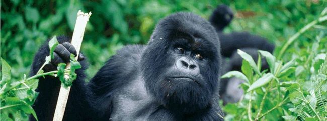 Nature Nest Safari Gorilla Tracking Bwindi